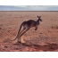 Kangaroo in a jump