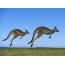 Couple kangaroo