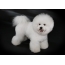 Bichon Frize with original hairstyle