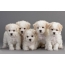 Photos of Bichon Frize puppies