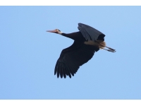 Storks: birds