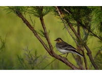 Wagtail: birds