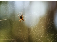 Spider na webu