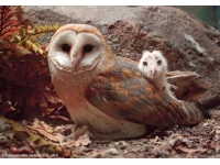Barn owl: owls