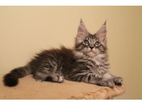 Maine Coon: