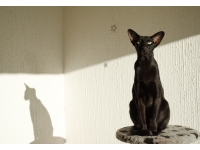 Oriental black cat: