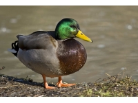 Drake: Ducks